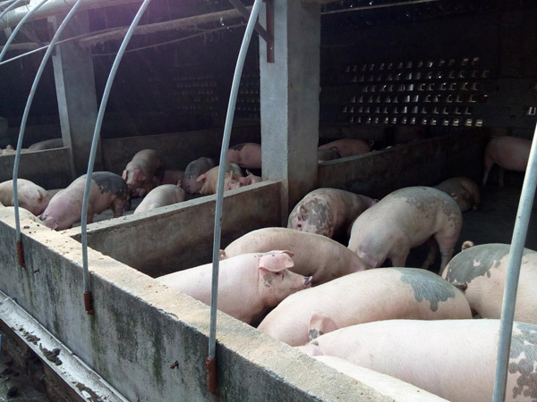 2平方/头猪,拥挤的环境已影响到了养猪长速.