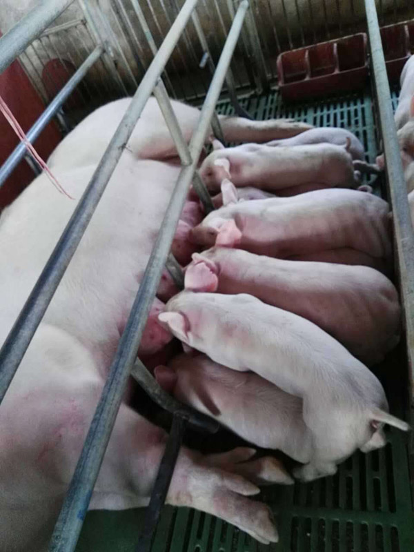 打造超级哺乳母猪配合饲料(华农恒青奶佳旺)